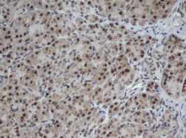 m02253 anti cullin 4b cul4b mouse monoclonal antibody clone id oti1c4 ihc testing 3
