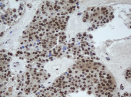 m02253 anti cullin 4b cul4b mouse monoclonal antibody clone id oti1c4 ihc testing 4