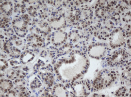 m02253 anti cullin 4b cul4b mouse monoclonal antibody clone id oti1c4 ihc testing 5