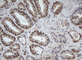 m02253 anti cullin 4b cul4b mouse monoclonal antibody clone id oti1c4 ihc testing 6