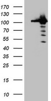 m02253 anti cullin 4b cul4b mouse monoclonal antibody clone id oti1c4 wb testing 1