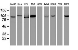 m02253 anti cullin 4b cul4b mouse monoclonal antibody clone id oti1c4 wb testing 2