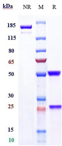 Anti-FOLR1/FRA Reference Antibody (mirvetuximab) on SDS-PAGE under reducing (R) condition