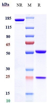 Anti-FOLR1/FRA Reference Antibody (farletuzumab) on SDS-PAGE under reducing (R) condition