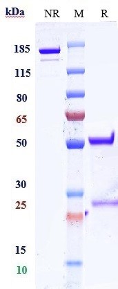 Anti-FOLR1/FRA Reference Antibody (Dompe patent anti-FOLR1) on SDS-PAGE under reducing (R) condition