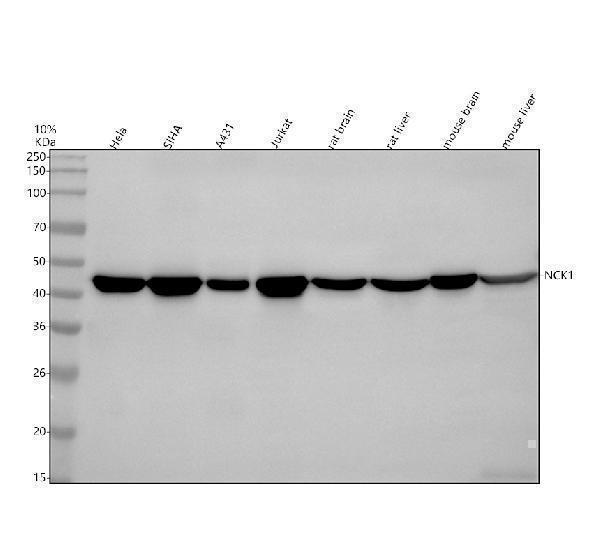 m02260 nck1 primary antibodies wb testing 1
