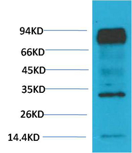 m02263 1 arnt primary antibodies wb testing 2