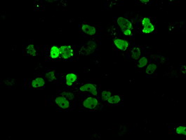 m02263 2 anti hif1 beta arnt mouse monoclonal antibody clone id oti1a1 if testing 14