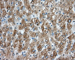 m02263 2 anti hif1 beta arnt mouse monoclonal antibody clone id oti1a1 ihc testing 11
