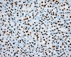 m02263 2 anti hif1 beta arnt mouse monoclonal antibody clone id oti1a1 ihc testing 4