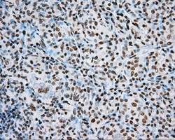 m02263 2 anti hif1 beta arnt mouse monoclonal antibody clone id oti1a1 ihc testing 5