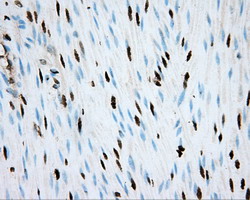 m02263 2 anti hif1 beta arnt mouse monoclonal antibody clone id oti1a1 ihc testing 8