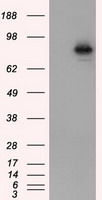 m02263 2 anti hif1 beta arnt mouse monoclonal antibody clone id oti1a1 wb testing 1