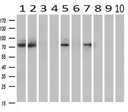 m02263 2 anti hif1 beta arnt mouse monoclonal antibody clone id oti1a1 wb testing 2