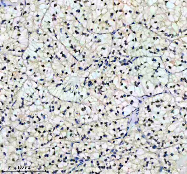 m02263 arnt primary antibodies ihc testing 2