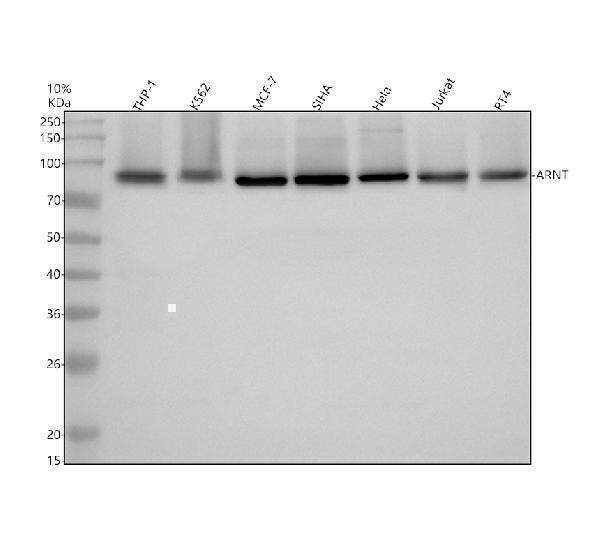 m02263 arnt primary antibodies wb testing 1