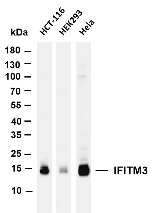 Various whole cell lysates were separated by 4-20% SDS-PAGE, and the membrane was blotted with anti-IFITM3 antibody