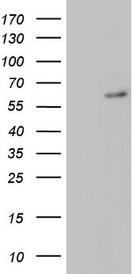 m02266 anti ror alpha rora mouse monoclonal antibody clone id oti2e8 wb testing 1