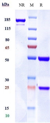 m02268 1 sds page