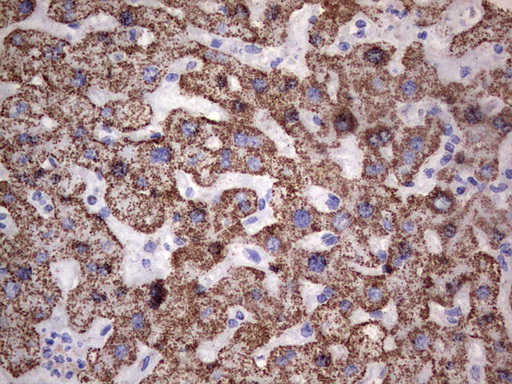 m02269 1 anti pik3cd mouse monoclonal antibody clone id oti1d11 ihc testing 14