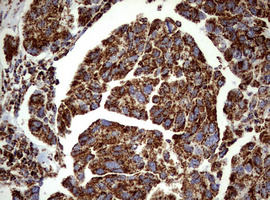 m02269 1 anti pik3cd mouse monoclonal antibody clone id oti1d11 ihc testing 9