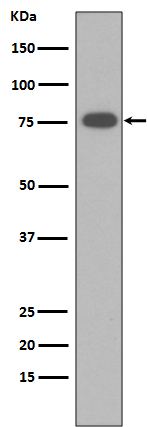 m02271 wb
