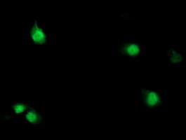 m02273 anti sds mouse monoclonal antibody clone id oti3d3 if testing 6