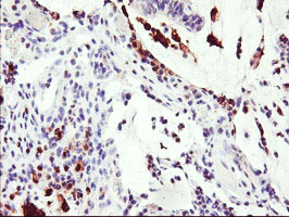 m02273 anti sds mouse monoclonal antibody clone id oti3d3 ihc testing 3