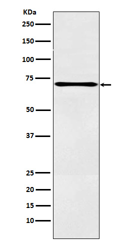 Western blot analysis of LOX12 expression in A431 cell lysate