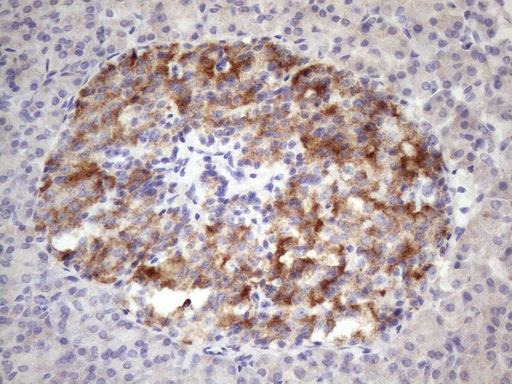 Immunohistochemical staining of paraffin-embedded Human pancreas tissue within the normal limits using anti-ALOX12 mouse monoclonal antibody