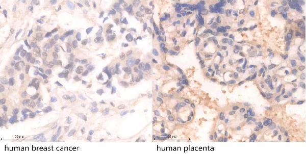 m02276 dusp1 primary antibdodies ihc testing 1