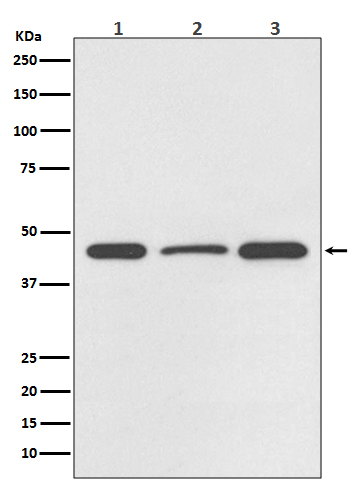 Western blot analysis of DUSP1 expression in (1) HeLa cell lysate; (2) NIH/3T3 cell lysate; (3) PC-12 cell lysate