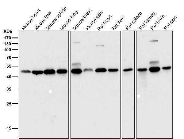 All lanes use the Antibody at 1:1K dilution for 1 hour at room temperature