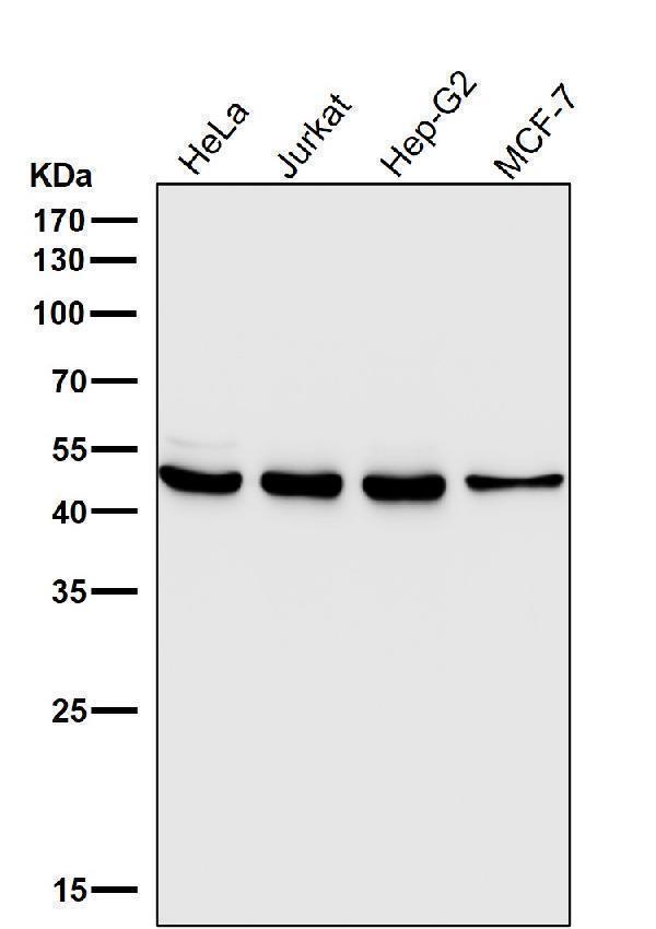 All lanes use the Antibody at 1:1K dilution for 1 hour at room temperature