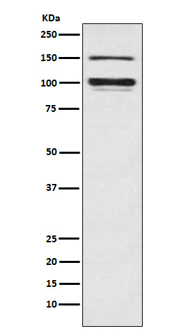m02278 wb