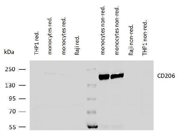 m02285 1 hu cd206 primary antibodies wb testing 1