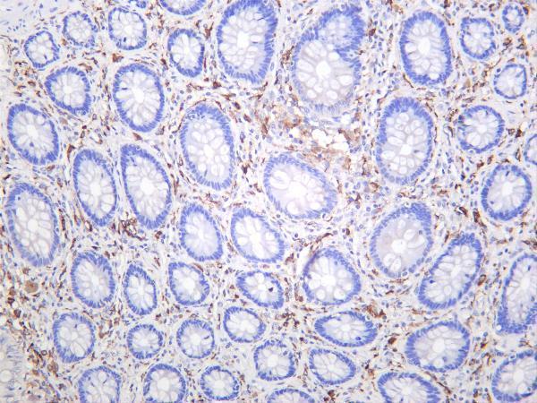 Human colon was stained with anti-CD206/MRC1 rabbit antibody