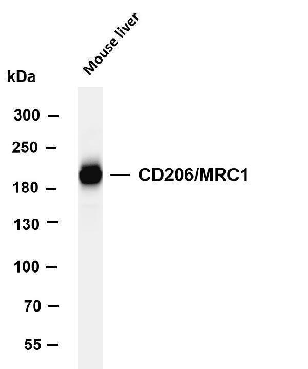 m02285 2 mrc1 primary antibodies wb testing 1
