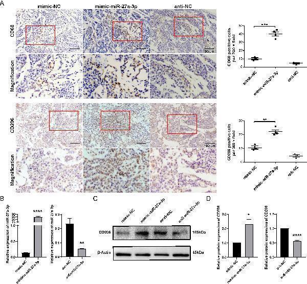 miR-27a-3p promotes the M2 polarization of macrophage