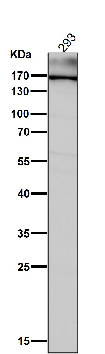All lanes use the Antibody at 1:1W dilution for 1 hour at room temperature