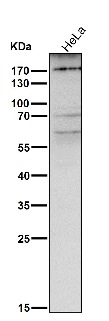 All lanes use the Antibody at 1:3K dilution for 1 hour at room temperature