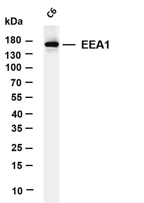 Various whole cell lysates were separated by 4-20% SDS-PAGE, and the membrane was blotted with anti-EEA1 antibody
