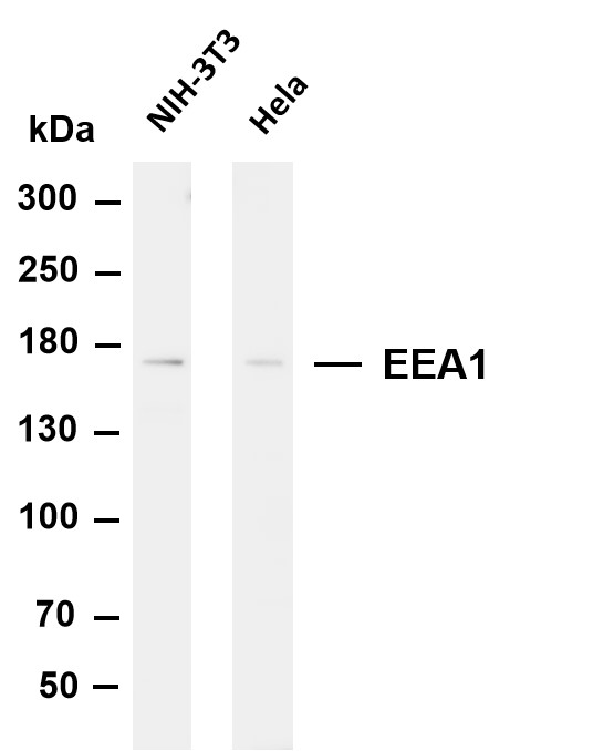 Various whole cell lysates were separated by 4-8% SDS-PAGE, and the membrane was blotted with anti-EEA1 antibody