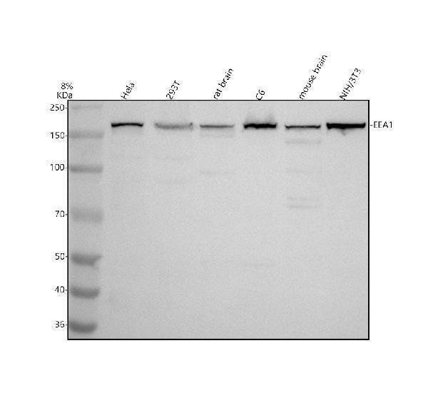 m02296 eea1 primary antibodies wb testing 1