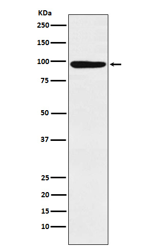 Western blot analysis of MCM4 expression in Molt-4 cell lysate