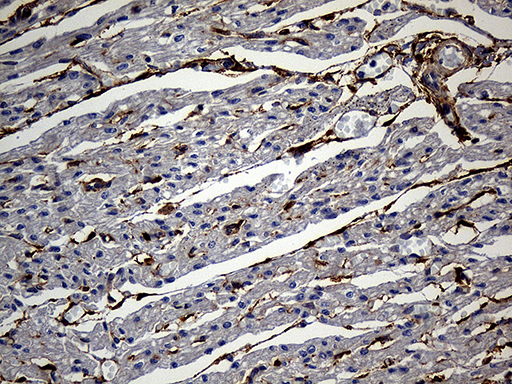 m02303 anti akap12 mouse monoclonal antibody clone id oti1b6 ihc testing 3