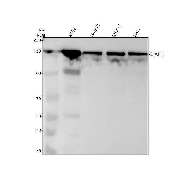 Western blot analysis of DIAPH using anti-DIAPH antibody (M02308-1)