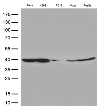 Western blot analysis of extracts (35ug) from 5 cell lines lysates by using anti-DMRT1 monoclonal antibody (1:500)