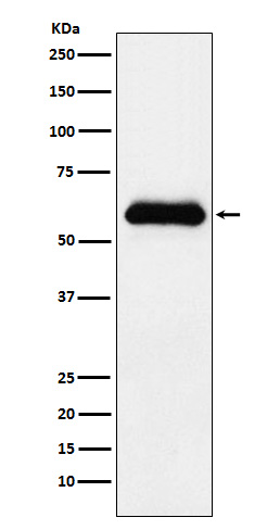 m02312 wb