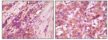 Immunohistochemistry validation of FBLN5 using Anti-Fibulin-5 FBLN5 Monoclonal Antibody (M02317)